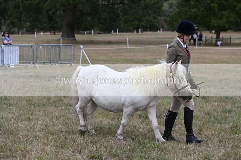 WJ6_6128 - Class 19 In-hand Veterans (Uploaded correct folder)