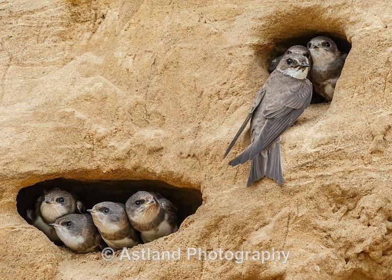 Astland Photography, Bird and Wildlife Images, Susan and Peter Wilson, U.K.