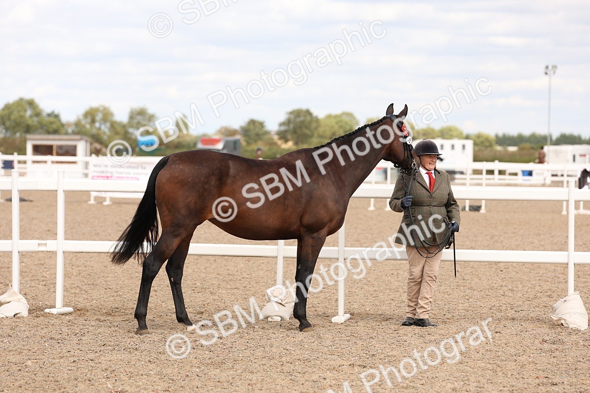 SBM_15345 - Class 210- IH Show Horse