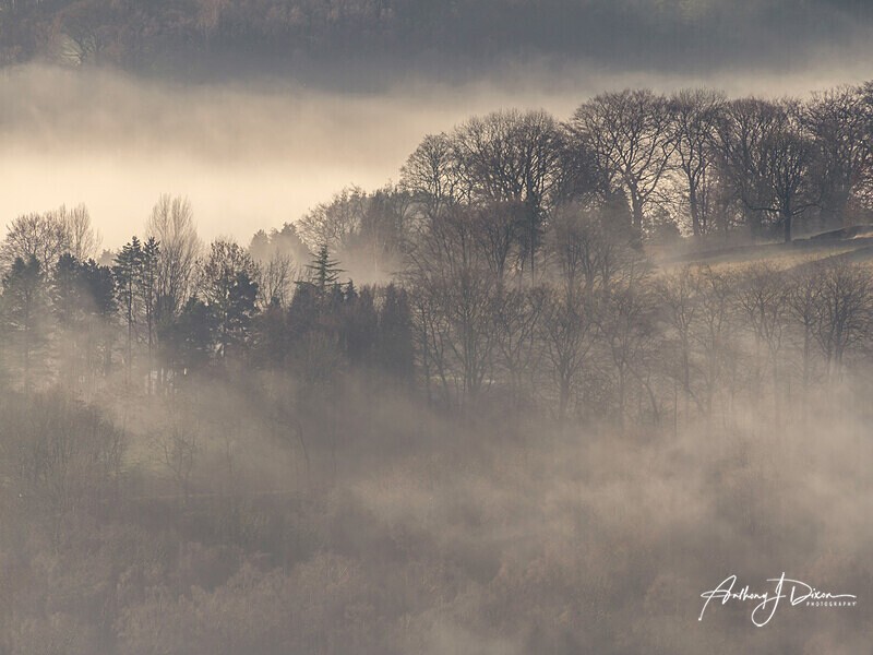 Trees In Mist - Peak District