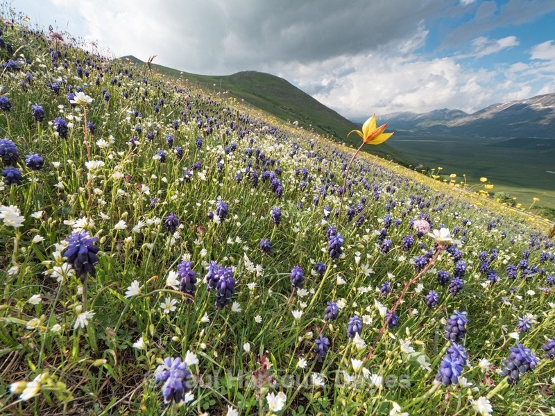 magenta green-winged orchid (Anacamptis morio) pink Mountain Valerian (Valerianella montana) blue grape hyacinth (Musacri commutatum) - Flowers in the Landscape - 2