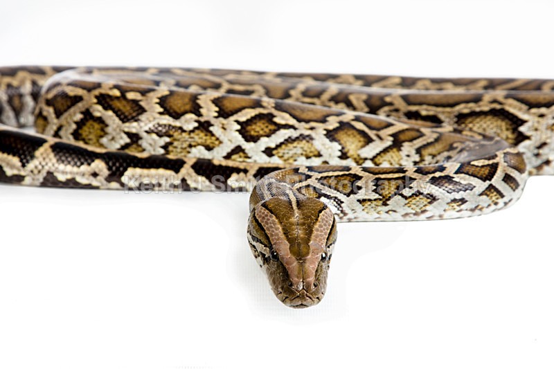 1SKJ7331 - Roaming Reptile Show