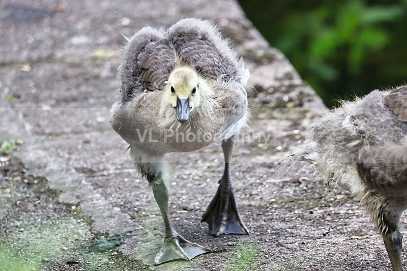 Gosling - Animals and Birds
