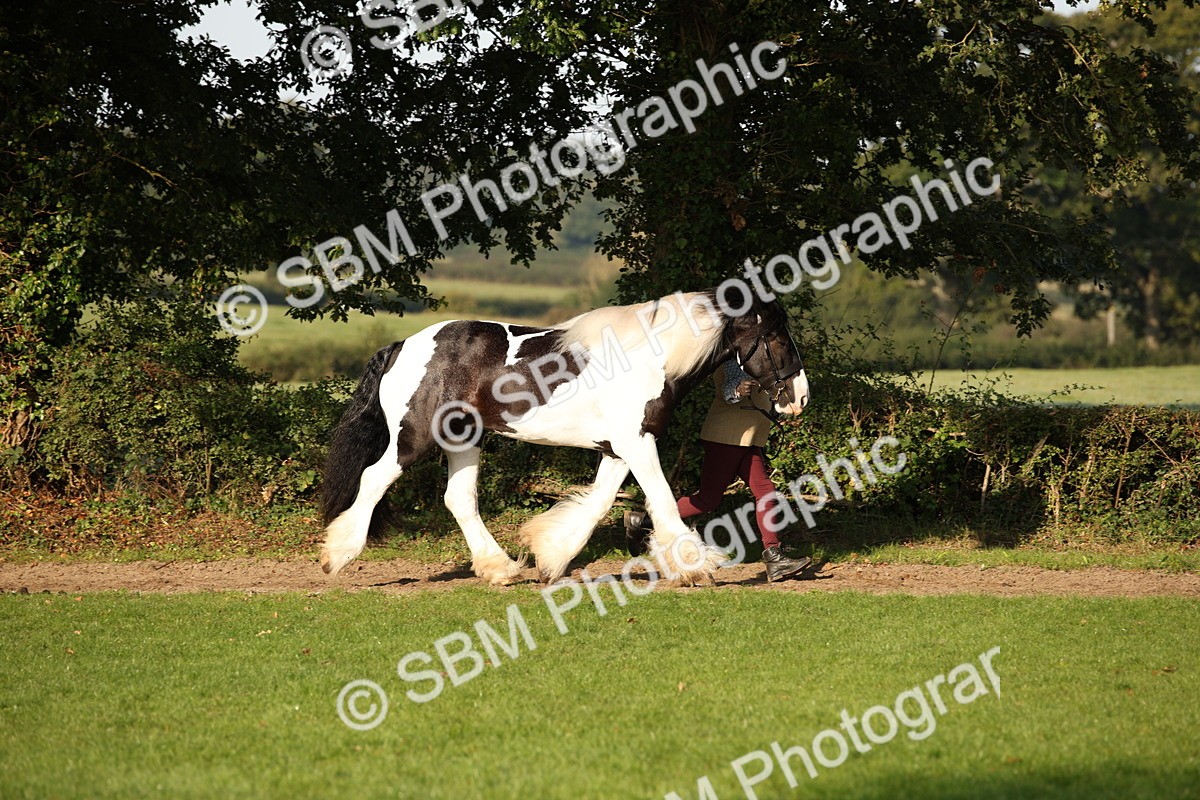 SBM_58656 - S51 - Piebald & Skewbald Horse In Hand