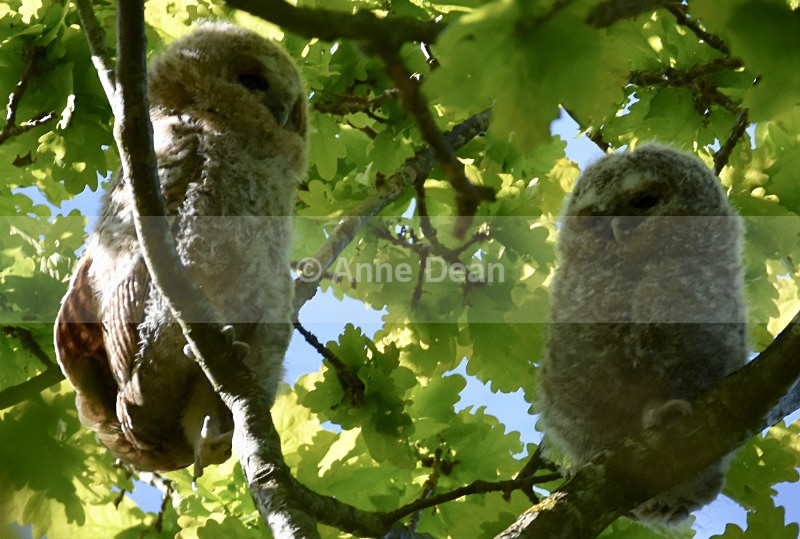 Getting a bit big to sit on this branch... - Wildlife in the UK
