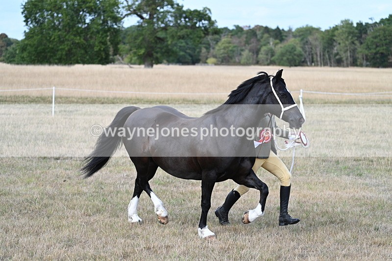 WJ7_8466 - In-hand Championship