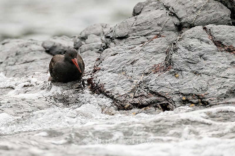 Blackish Oystercatcher (juvenile) legs submerged, Chanaral Island - Blackish Oystercatcher
