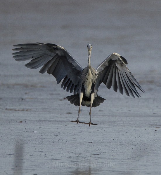 GREY HERON 5 - GREY HERONS