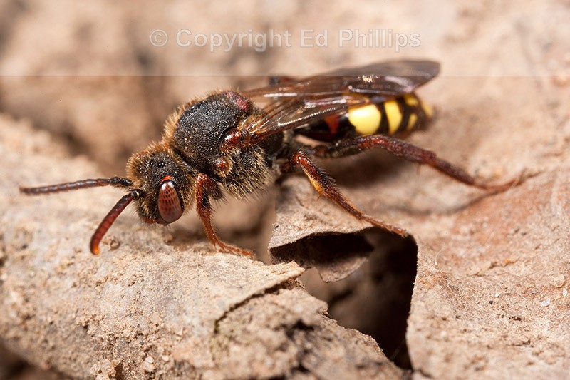 Nomada leucophthalma