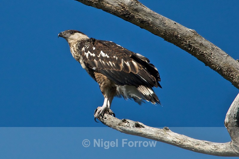 African Fish Eagle (juvenile) perched on a dead tree branch - African Fish Eagle