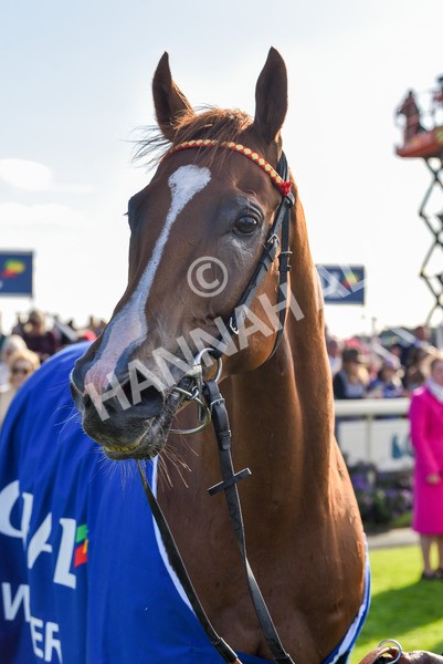 141023-Race 3-Montassib-1102 - Race 3 2.25pm Coral Sprint Trophy Handicap