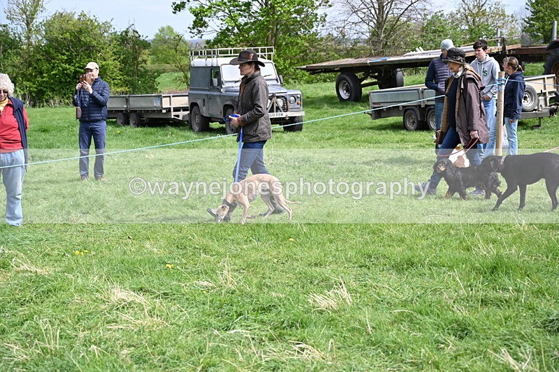 WJ6_8831 - Class 8 Best Working / Gun Dog or Bitch