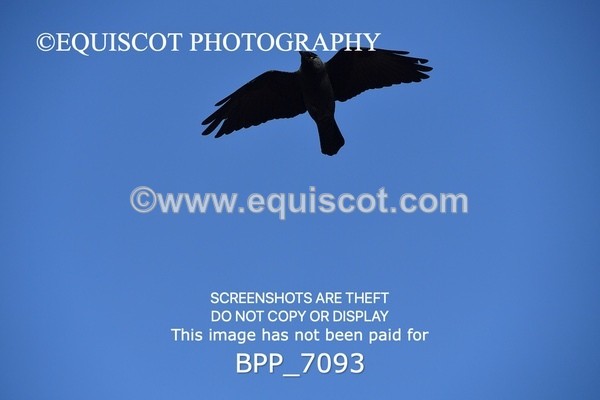 BPP_7093 - CLASS 18 SUN Pony British Novice / 0.80m Open