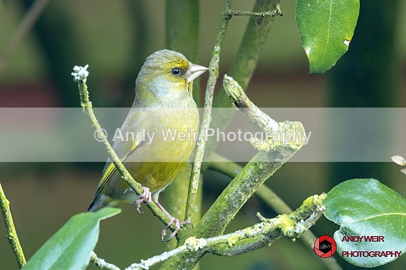 190320-untitled-1L4A0193 - Greenfinch