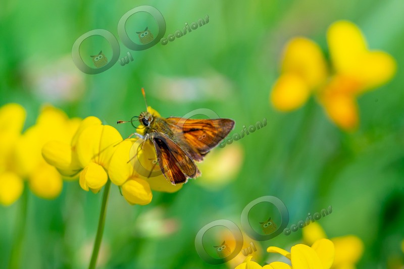 skipper butterfly Ochlodes sylvanus-6274 - Insects from around the world