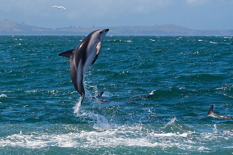 Dusky Dolphin leaps clear of the water near Kaikoura - Dolphin