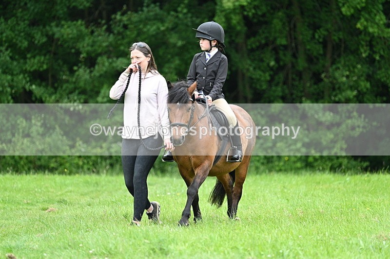 WJ7_3826 - Class 14A Handsome Gelding