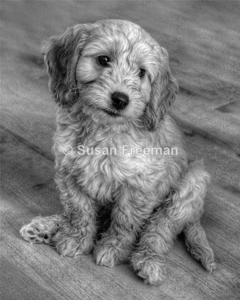 Butter Wouldn't Melt - Animals