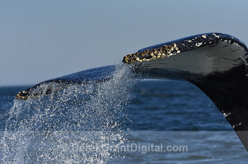 Humpback Whale Megaptera novaeangliae - Whales / Sea Mammals