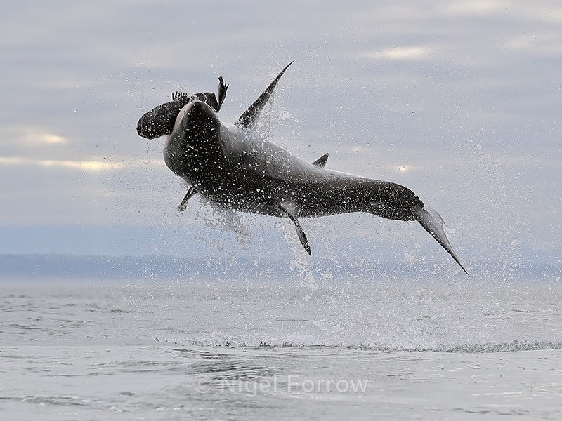 Great White Shark breach (frame 8), Mossel Bay, South Africa - Breaching Great White Shark