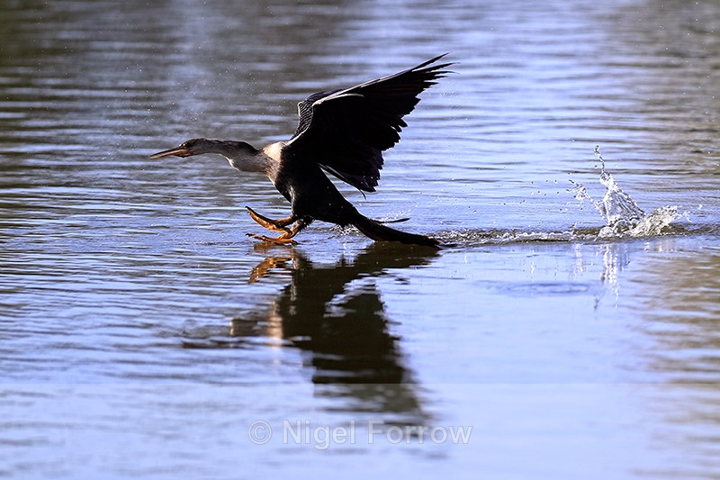 Anhinga lands on water, Venice Rookery, Florida - Anhinga