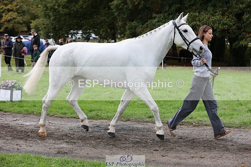251026A-113638-25561 - F-479-Poppy.Wellman