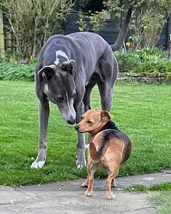  - Dogs