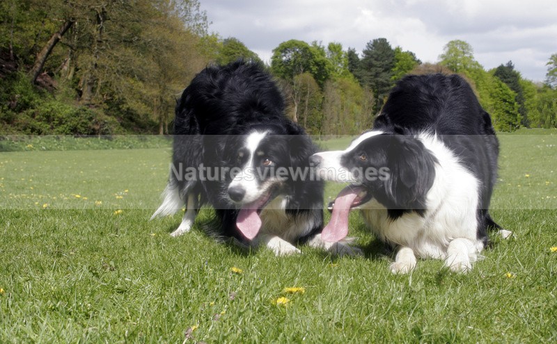The pair - Pet Photography