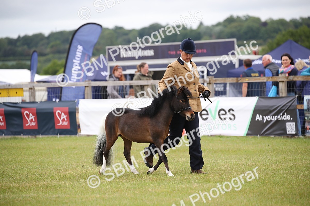 SBM_03724 - Class 23-25 - British Miniature Horse of the Year