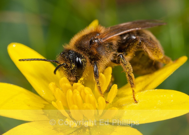 A. carantonica - Andrena carantonica