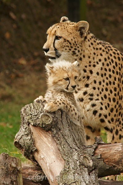 Cheetahs - Uria with Milawi (male cheetah cub) - Big Small Cats
