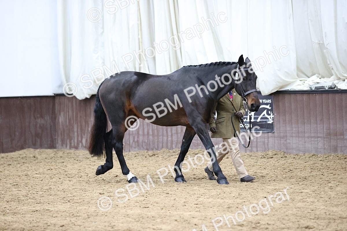 SBM_5731 - Class 3 - BSHA In Hand Show Hunter