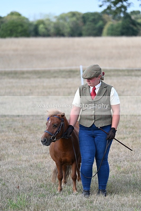 WJ7_8327 - In-hand Championship