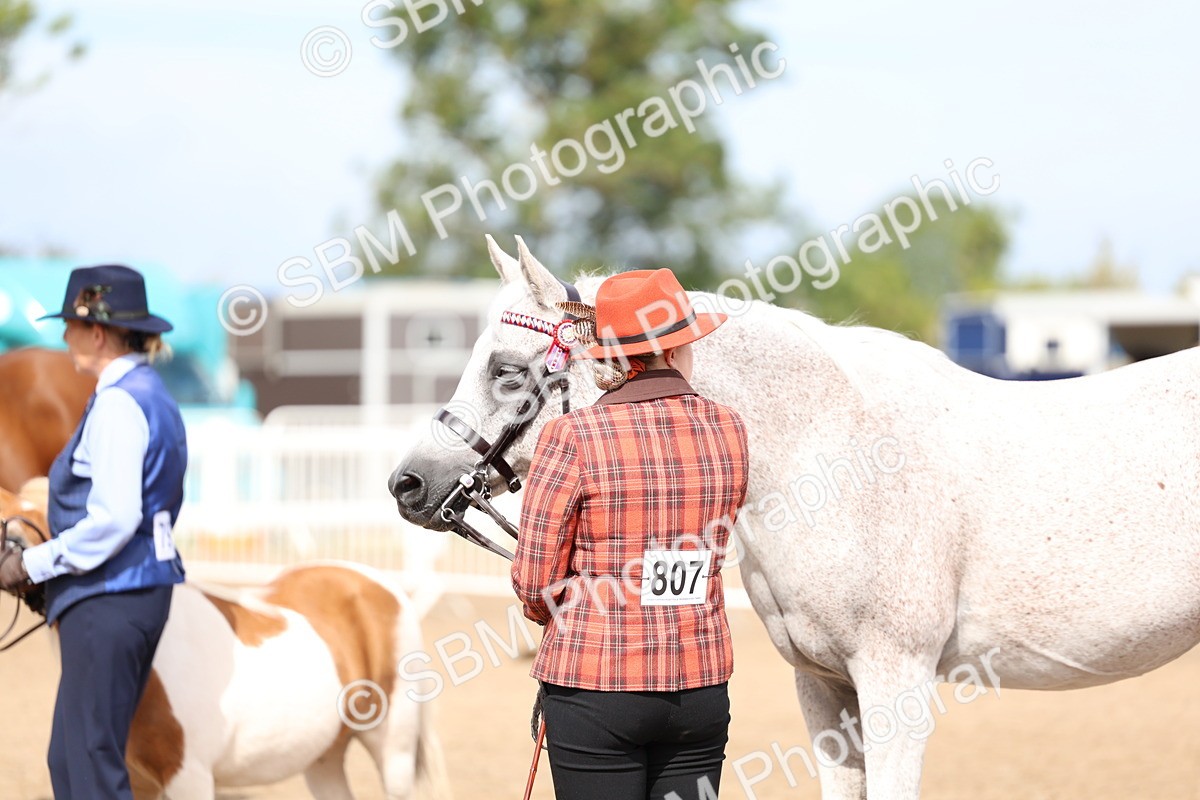SBM_01888 - Class 18 - Handsomest Gelding - IH or Ridden