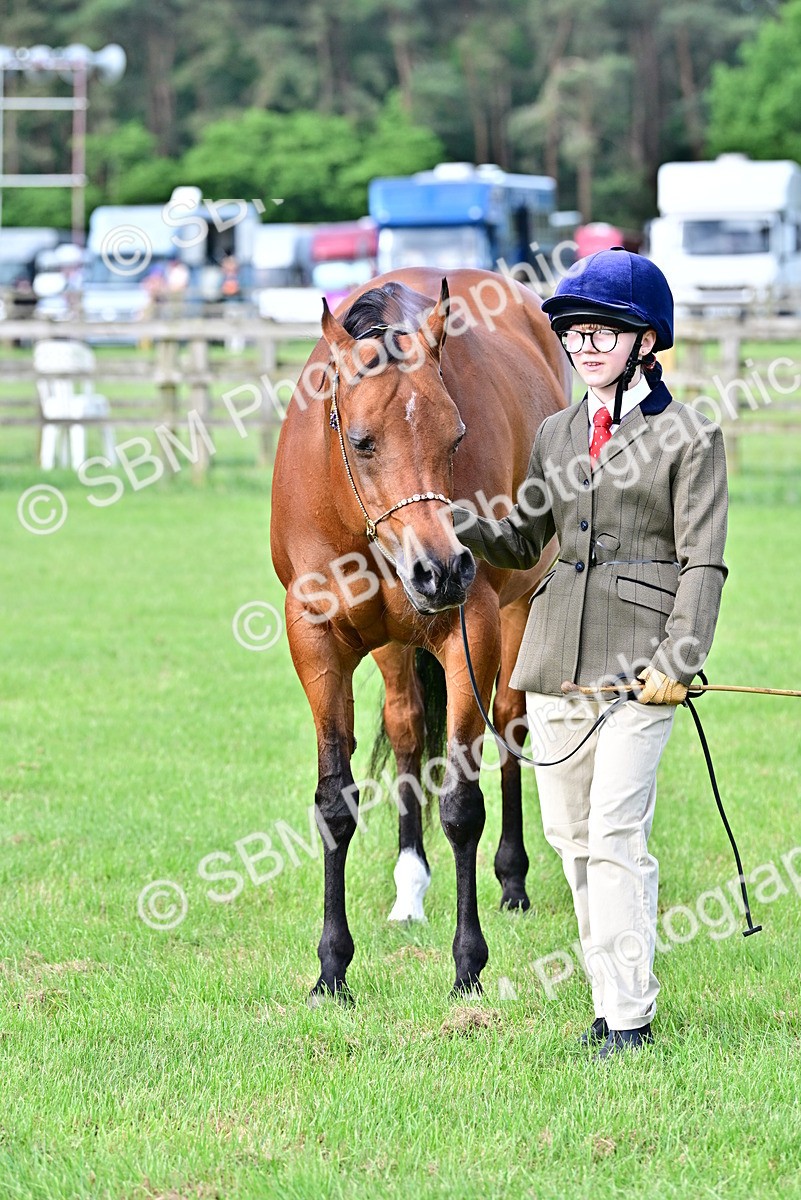 SBM_00039 - Class 46-49 - Arab and Part Bed-Anglo Arab In Hand