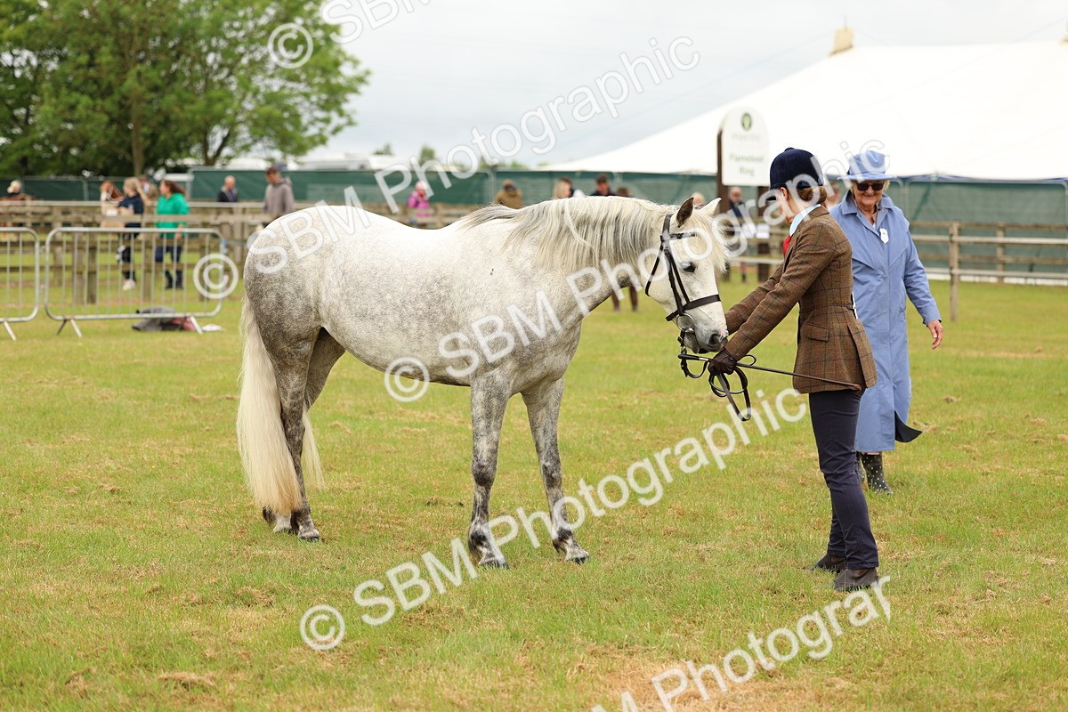 SBM_04203 - Class 64-67 - Shetland Pony In Hand