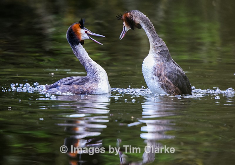 Grebe pair 3906322 - Wildlife