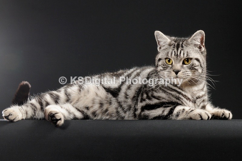Sargenta Silver Valencia (18) - Catershan British Shorthairs