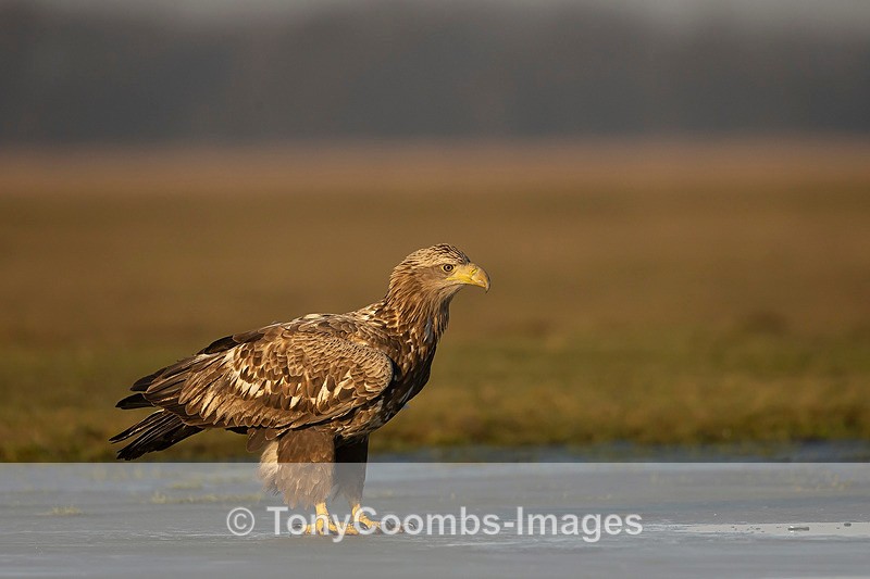 White-tailed Eagle - Eagle Hides