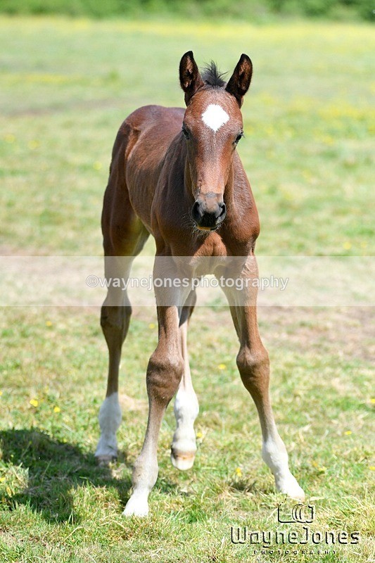 WJ5_4064 - Lyford Stud - Foals 01-06-25