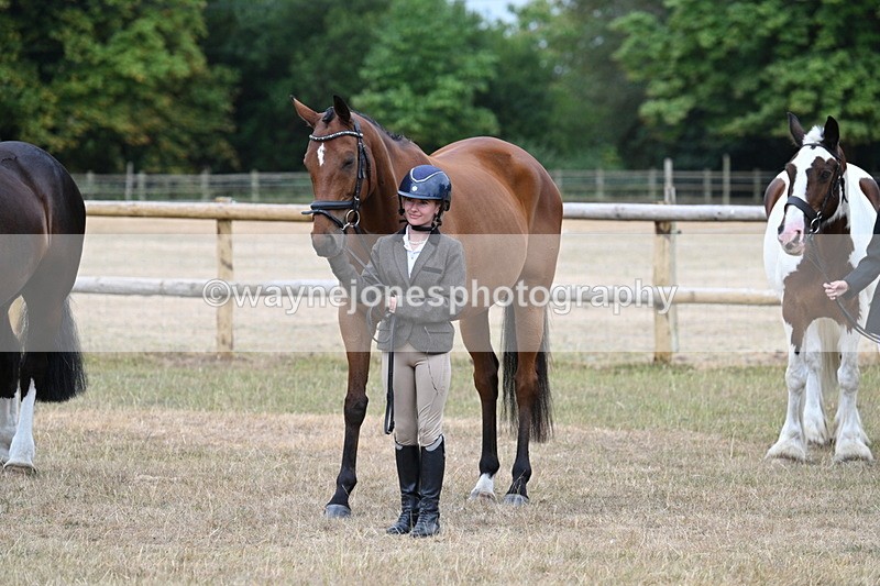 WJ7_9936 - Class 5a Most Handsome Gelding (above 14.2hh)