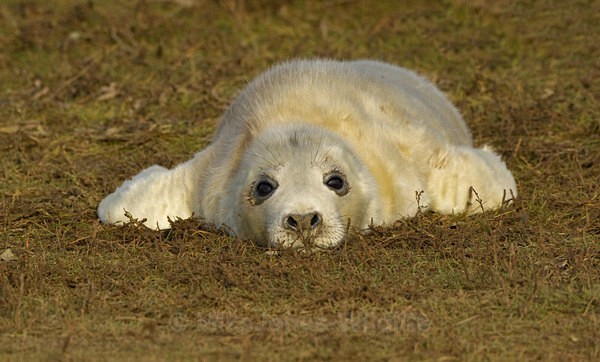 Grey Seal pup 5-7 hours old - GREY SEALS & PUPS GALLERY
