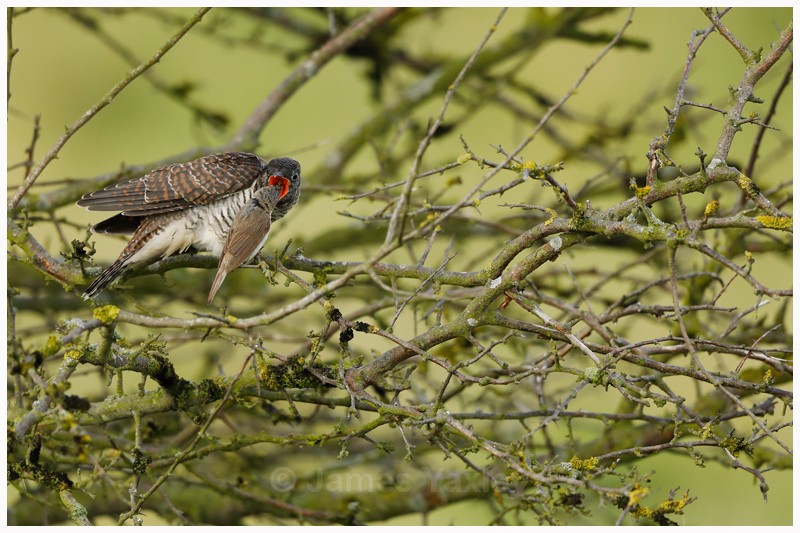 Reed Warbler feeding Cuckoo - Latest Work