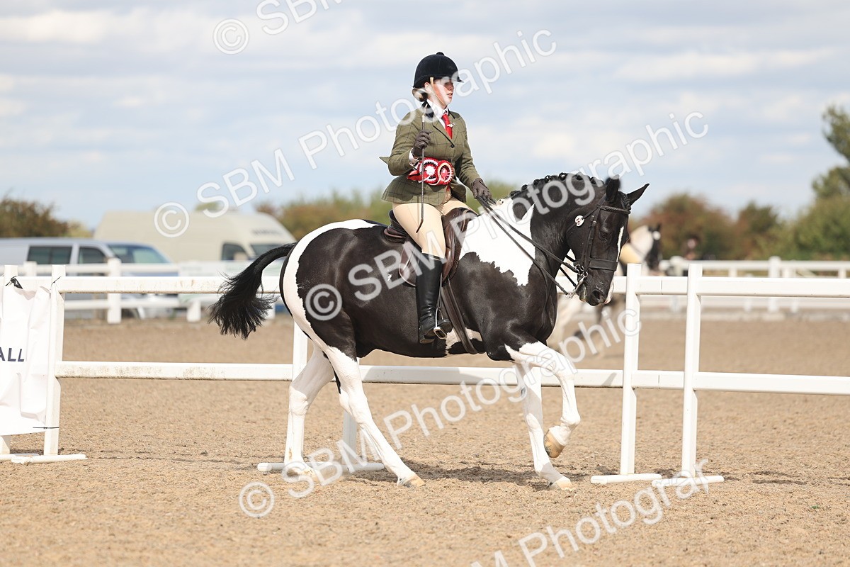 SBM_14868 - Class 308 - Ridden Coloured Horse