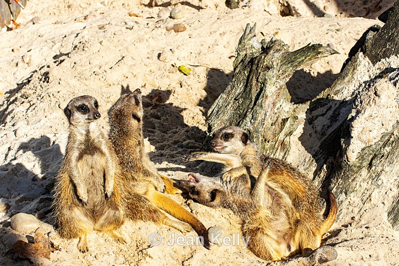 Meerkats - DSC_0780 - Meerkats