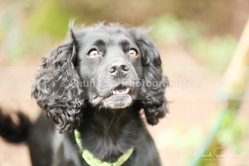 SPXX3958 - Endurance Dogs