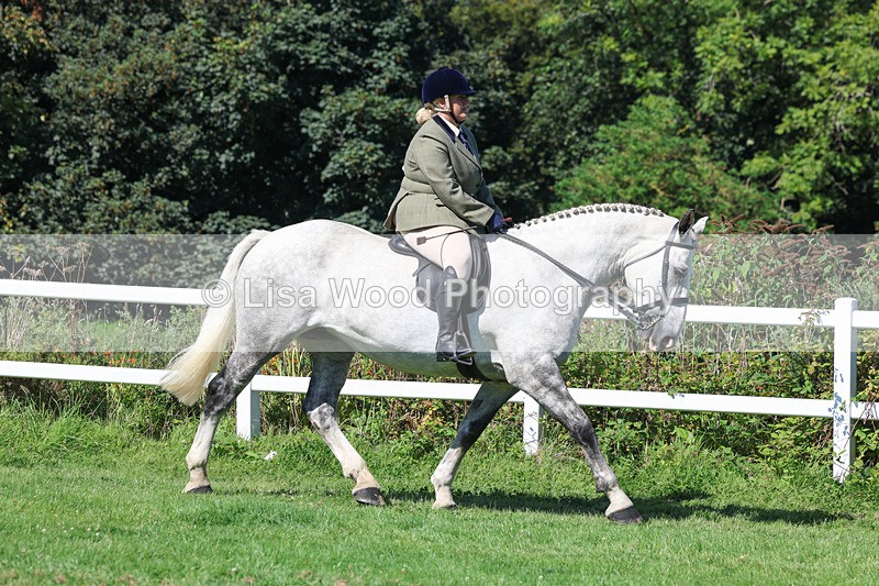 3E7A8343 - Class 4: Novice working Hunter