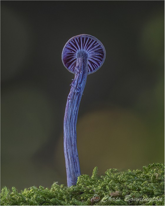 Amethyst Deceiver Under-view - Other nature