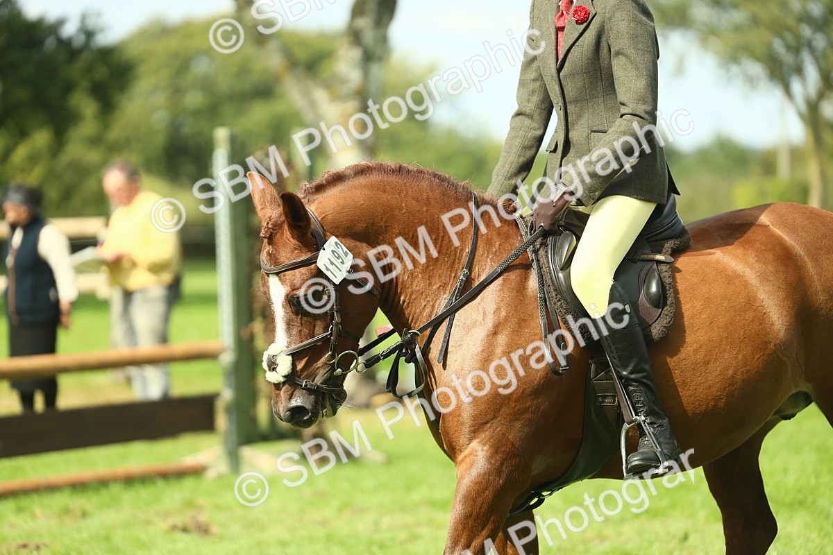 SBM_44575 - S31 - Working Hunter Pony