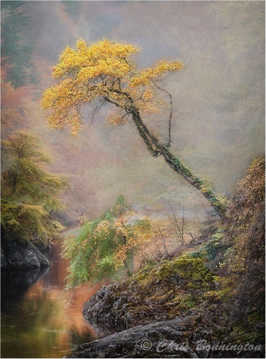 Slanty Tree - Landscapes - Colour